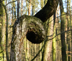 Drzewo, Las, Powykręcane