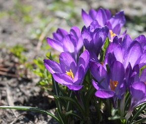 Fioletowe, Krokusy