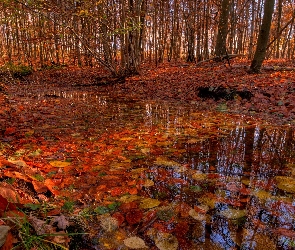 Kałuża, Liście, Jesień, Las