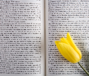 Książka, Tulipan, Żółty, Tekst, Rozłożona
