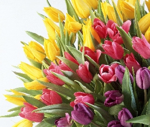 Tulipanów, Kolory, Bukiet, Różne