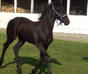 Czarny, Trawa, Konik