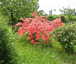 Azalia, Różanecznik, Ogród