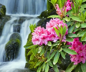 Różowy, Wodospad, Rododendron