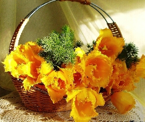 Żółte, Tulipany, Koszyk