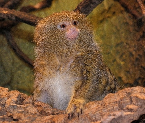 Małpka, Pigmejka