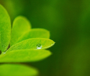 Kropla, Liść