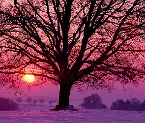 Słońca, Zachód, Drzewo, Śnieg