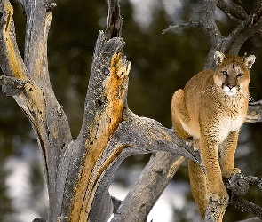 Kot, Drzewo, Puma