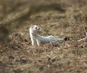 Gronostaj, Biały, Łasica