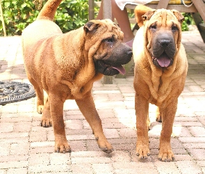 Dwa, Shar Pei, Psy, Dorosłe