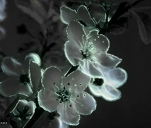 Kwiaty, Fractalius, Wiosenne