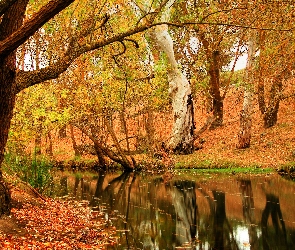 Jesień, Rzeka, Drzewa