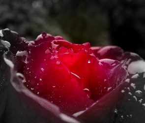 Krople, Deszczu, Róża