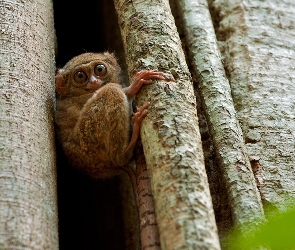 Tarsier, Świata, Najmniejsza, Małpka