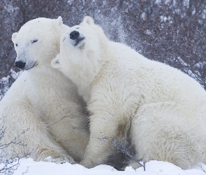 Niedźwiedzie, Przytulenie, Polarne
