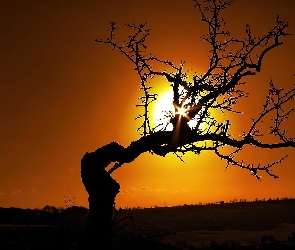 Samotne, Słońca, Zachód, Drzewo