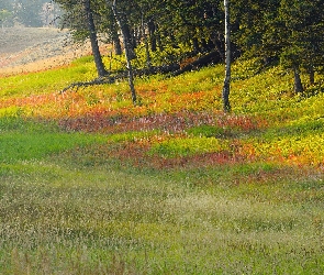 Łąka, Drzewa, Polana