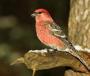 Łuskowiec Zwyczajny, Pień