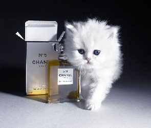 Kot, Chanel, Perfumy