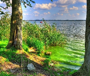 Szuwary, Drzewa, Jezioro