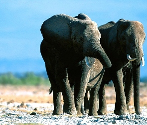 Słonie, Dwa