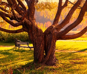 Park, Ławka, Drzewa, Zrośnięte