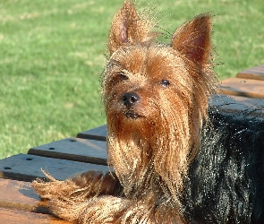 Piesek, Deski, Yorkshire Terrier