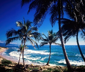 Palmy, Plaża, Morze