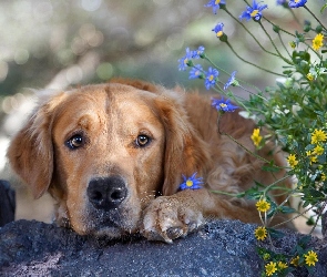 Pies, Kwiaty, Łapa