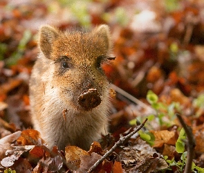 Młody, Jesień, Liście, Dzik