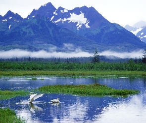 Góry, Alaska, Łabędzie, Jezioro