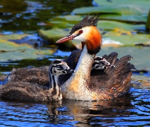 Młode, Woda, Perkoz