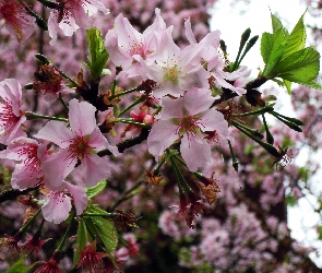 Kwitnące, Wiosna, Drzewo
