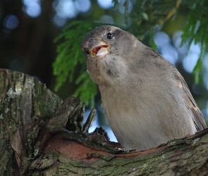 Wróbelek, Kora, Konar