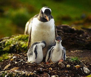 Pingwiny, Trzy