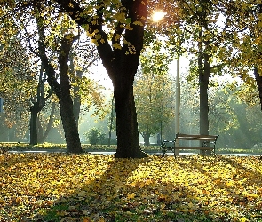 Park, Ławeczka, Jesień