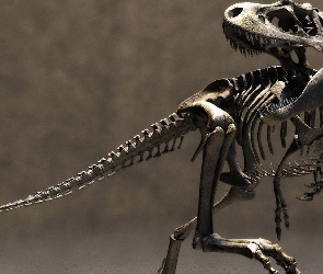 Szkielet, Dinozaur