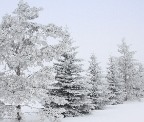 Śnieg, Mróz, Las, Zaspy