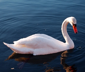 Łabędź, Jezioro