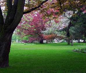 Park, Drzewa, Kolorowe
