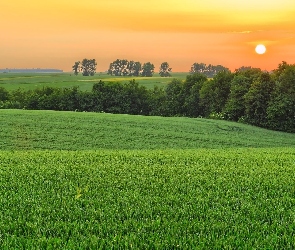 Zachód, Drzewa, Pola, Słońca