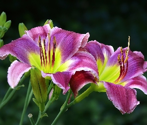Fioletowe, Liliowce, Kwiaty
