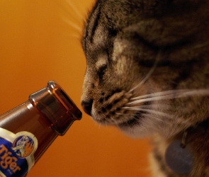 Piwo, Smakosz, Kot