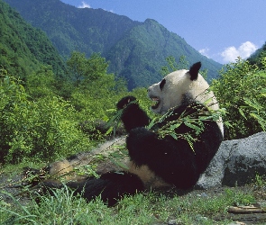 Panda, Góry, Posiłek