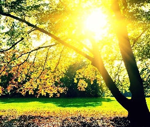 Jesień, Słońce, Drzewa