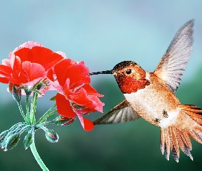 Koliber, Kwiat, Skrzydła, Czerwony, Ptak
