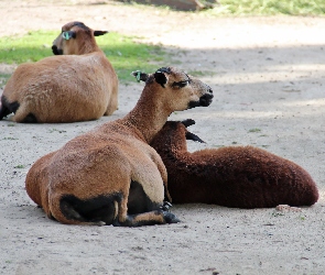Zoo, Owce Kameruńskie