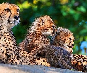 Gepard, Małe