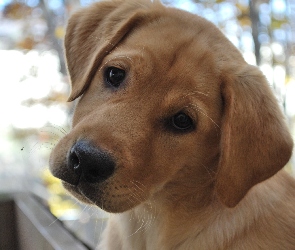 Smutny, Labrador Retriever, Piesek